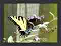 Papilio glaucus bilateral gynandromorph5 (Internet Image property of respective owner, non-commercial use only)